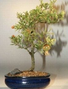 Flowering Dwarf Pomegranate Bonsai Tree For Sale - Medium (Punica Granatum)