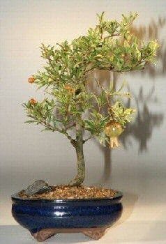 Flowering Dwarf Pomegranate Bonsai Tree For Sale - Medium (Punica Granatum)