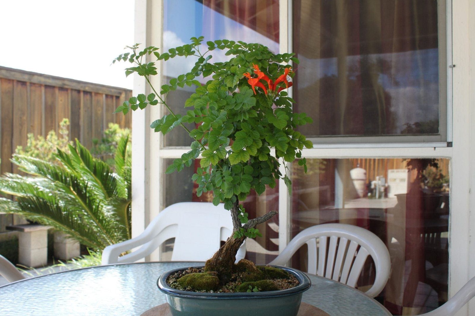 Cape Honeysuckle Bonsai Tree