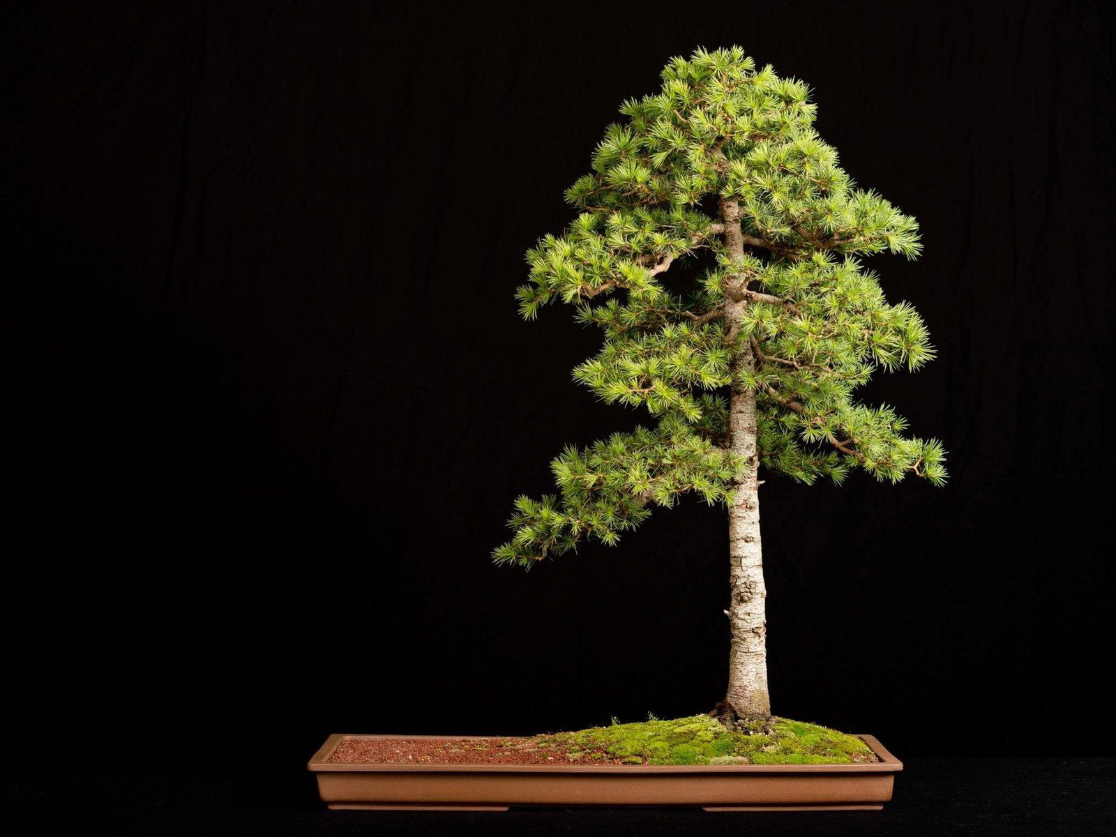 Cedar Bonsai Tree