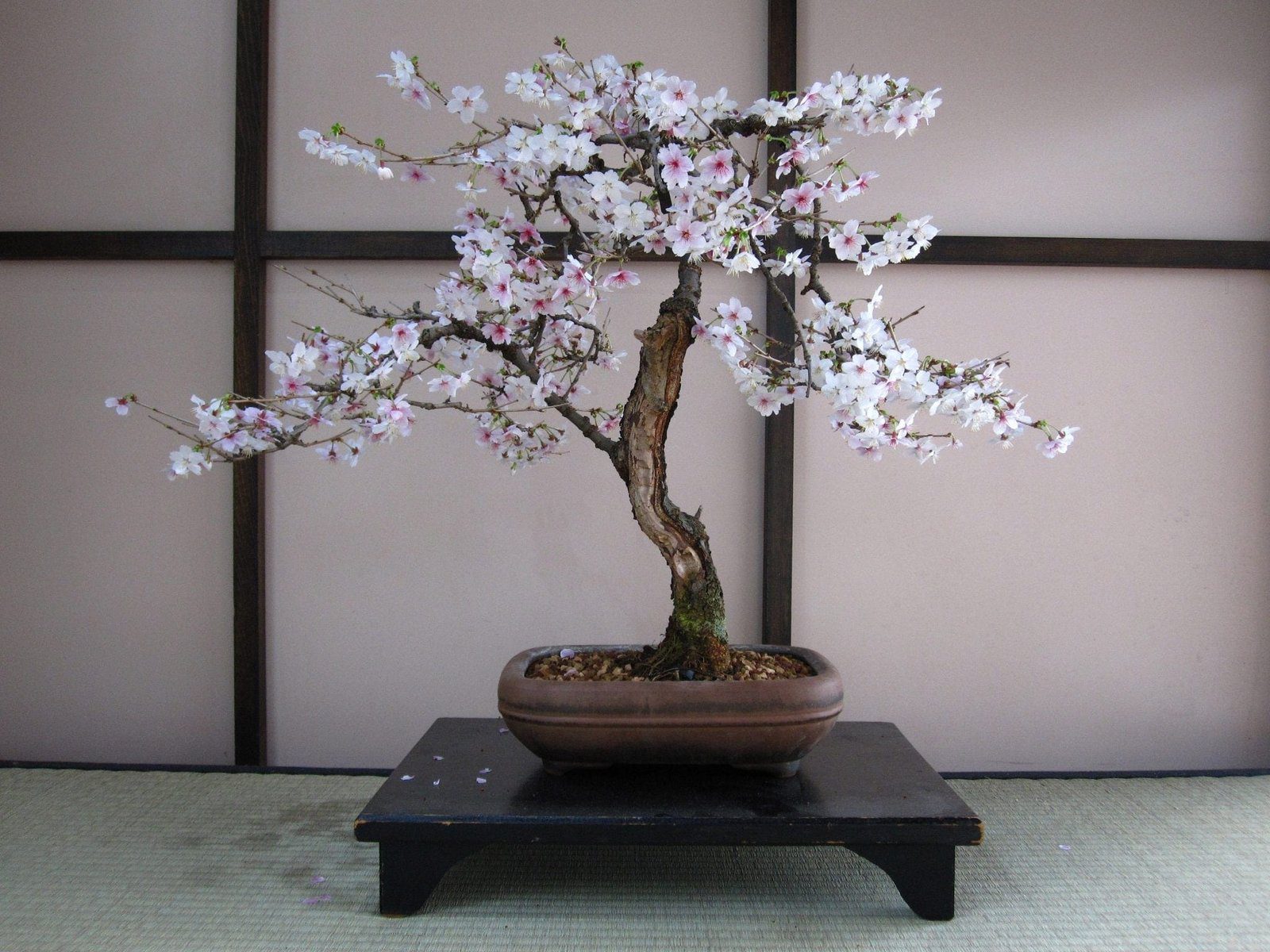 Cherry Bonsai Tree