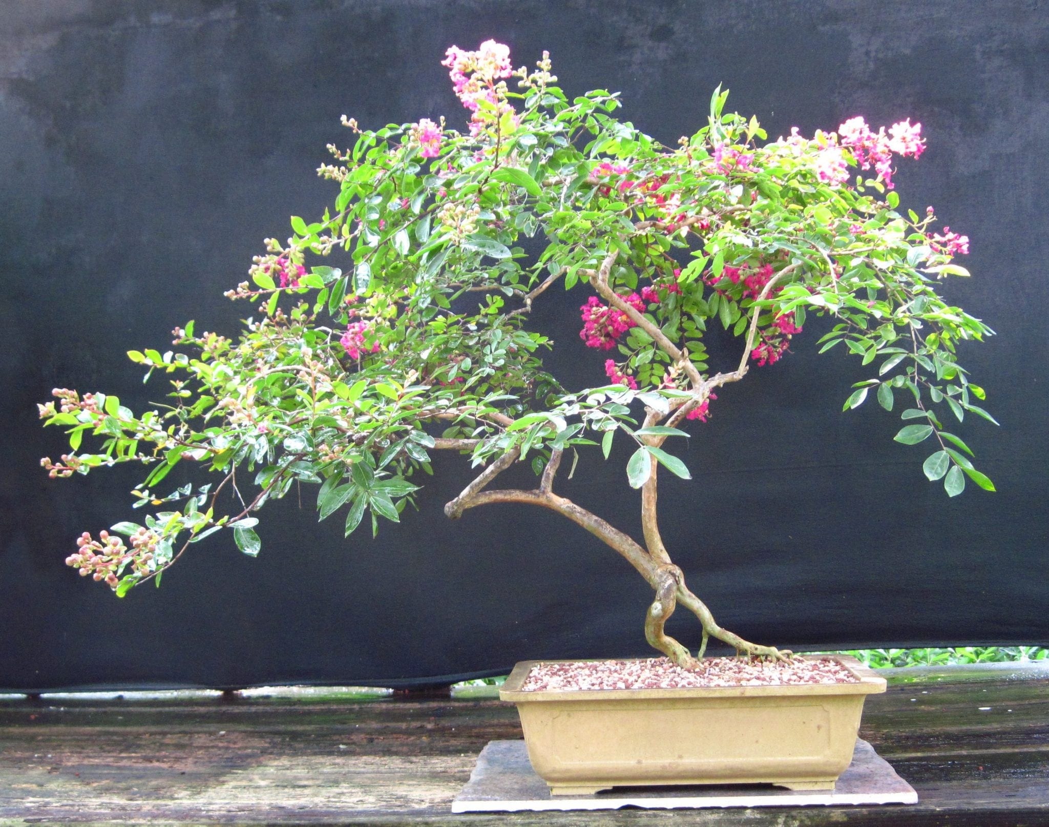 Crepe Myrtle Bonsai Tree