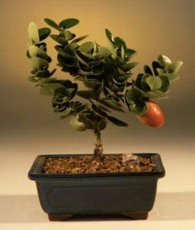 Flowering Dwarf Plum Bonsai Tree For Sale - Small (carissa macrocarpa)