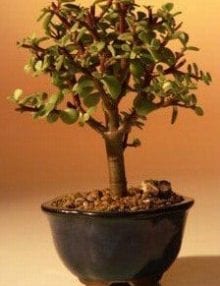 Baby Jade Bonsai Tree For Sale - Small (Portulacaria Afra)