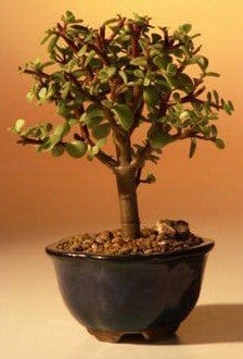 Baby Jade Bonsai Tree For Sale - Small (Portulacaria Afra)