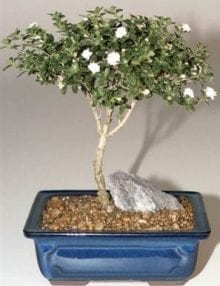 Snow Rose Serissa Bonsai Tree For Sale - Medium (serissa foetida)
