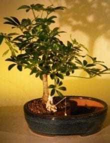 Hawaiian Umbrella Bonsai Tree For Sale Water/Land Container - Medium (arboricola schefflera 'luseanne')