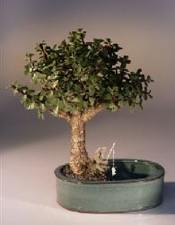 Baby Jade Bonsai Tree For Sale Water/Land Container - Medium (Portulacaria Afra)