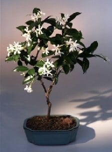 Flowering White Jasmine Bonsai Tree For Sale (trachelospermum jasminoides)