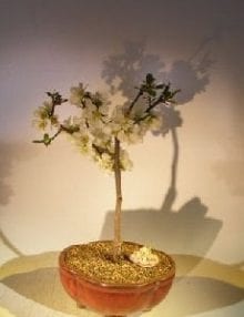 Japanese Flowering Quince Bonsai Tree For Sale (chaenomles 'toyo-nishiki')