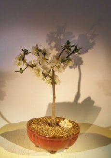 Japanese Flowering Quince Bonsai Tree For Sale (chaenomles 'toyo-nishiki')
