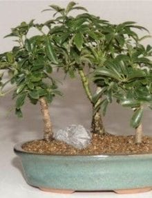 Hawaiian Umbrella Bonsai Tree For Sale 3 Tree Forest Group (Arboricola Schefflera 'Luseanne')