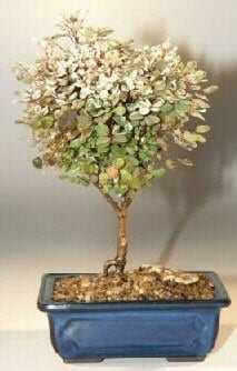 Snowbush Bonsai Tree For Sale (breynia disticha)