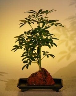 Hawaiian Umbrella Bonsai Tree For Sale - Small - Gold - In Lava Rock (arboricola schefflera 'luseanne' variegata)