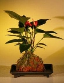 Flowering Red Anthurium In Hawaiian Lava Rock (small talk) Bonsai Tree For Sale (anthurium andraeanum)