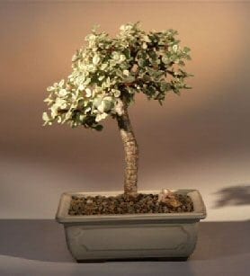 Baby Jade Medium Bonsai Tree For Sale - Variegated (portulacaria afra variegata)
