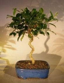 Ficus Benjamina Bonsai Tree For Sale Art Shaped Curved Trunk (exotica)