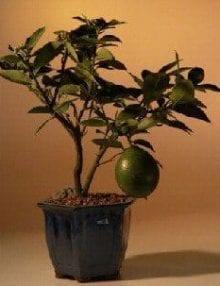 Flowering Lemon Bonsai Tree For Sale (meyer lemon)