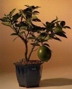 Flowering Lemon Bonsai Tree For Sale (meyer lemon)