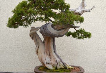 Deadwood Bonsai Technique