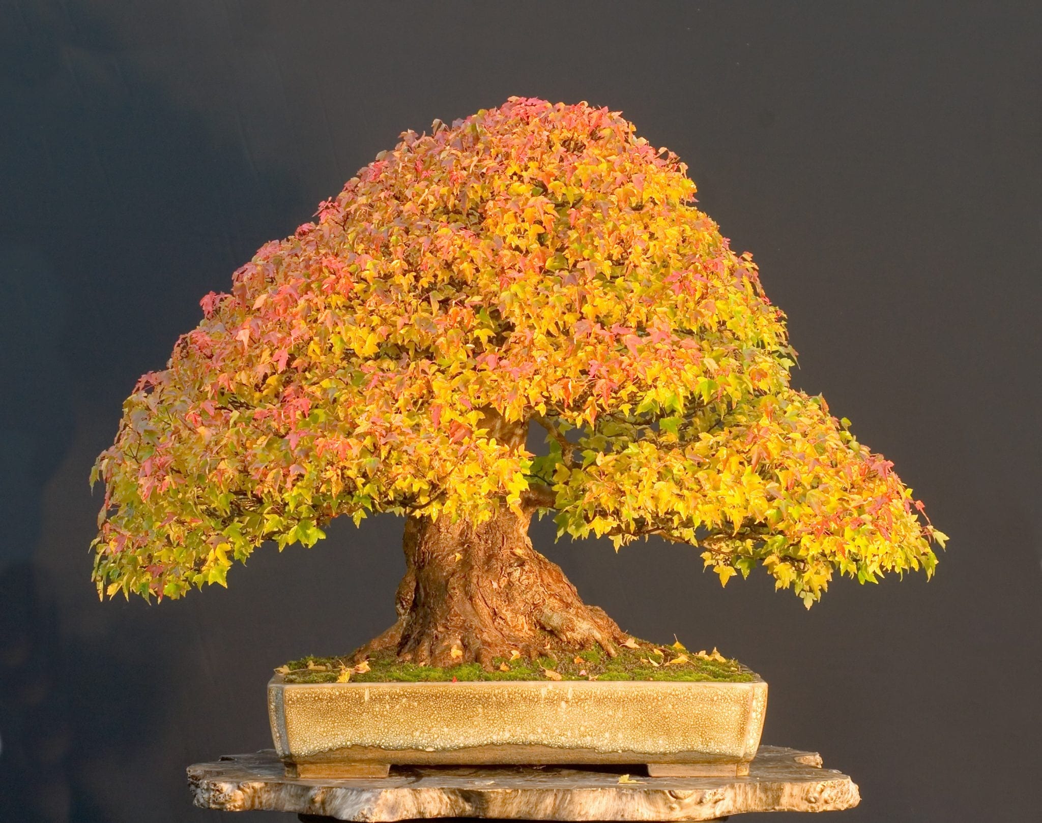 Deciduous Bonsai Tree