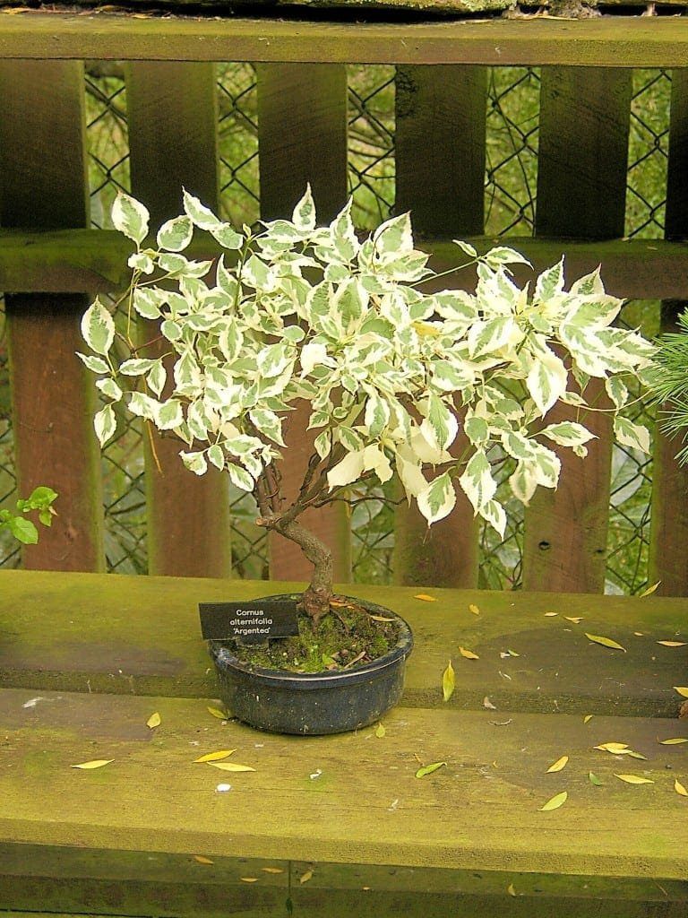 Dogwood Bonsai Tree