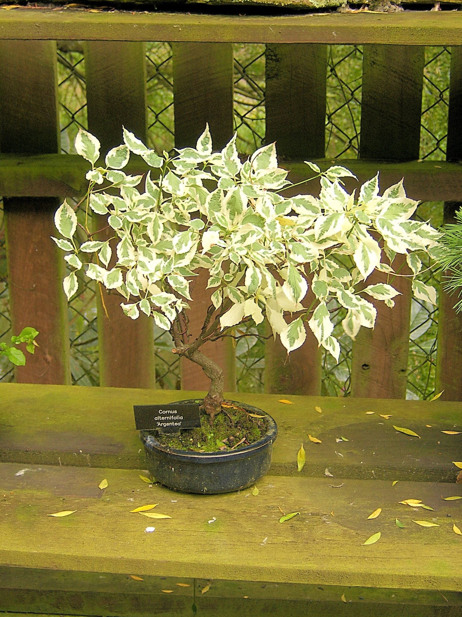 Dogwood Bonsai Tree