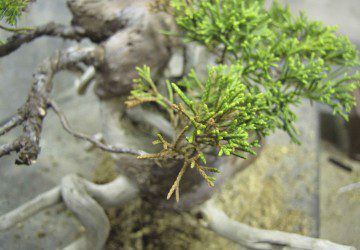 How To Care For A Dying or Sick Juniper Bonsai Tree