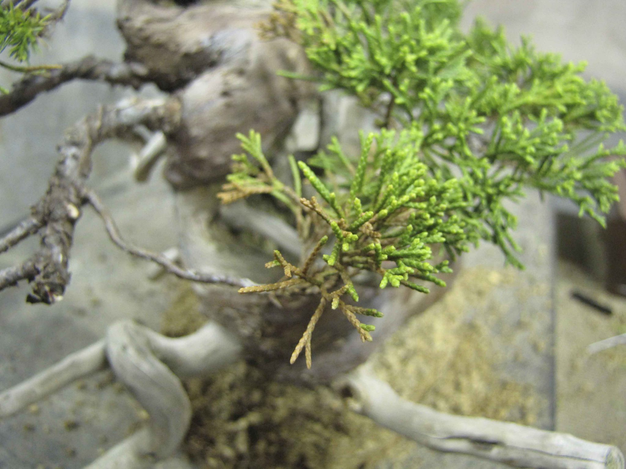 How To Care For A Dying or Sick Juniper Bonsai Tree