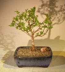 Flowering Top Hat Blueberry Bonsai Tree For Sale (vaccinium corymbosum argustifolium)