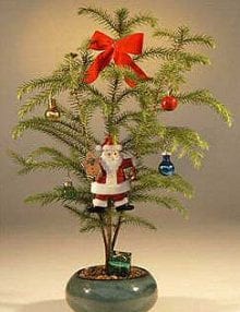 Norfolk Island Pine Bonsai Tree For Sale - With Decorations (araucaria heterophila) (Available During November & December Only)
