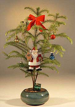 Norfolk Island Pine Bonsai Tree For Sale - With Decorations (araucaria heterophila) (Available During November & December Only)