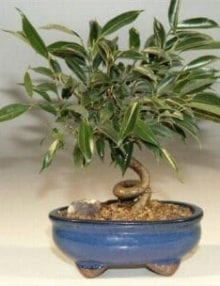 Oriental Ficus Bonsai Tree For Sale - Small Coiled Trunk (ficus benjamina 'orientalis')