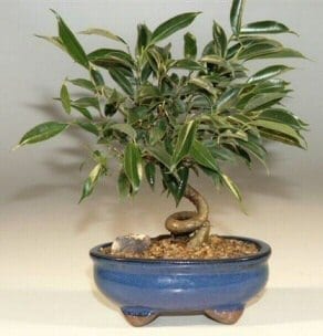 Oriental Ficus Bonsai Tree For Sale - Small Coiled Trunk (ficus benjamina 'orientalis')