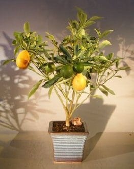 Kumquat Bonsai Tree For Sale - Variegated (fortunella japonica 'marumi')