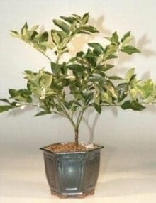 Limequat Bonsai Tree For Sale (limequat eustis)