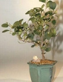 Mistletoe Fig Bonsai Tree For Sale (ficus diversifolia)