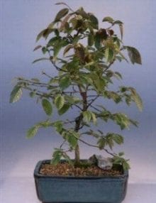 Rock Hornbeam Bonsai Tree For Sale (carpinus turczaninovii)