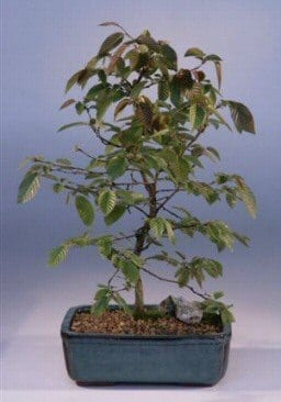 Rock Hornbeam Bonsai Tree For Sale (carpinus turczaninovii)