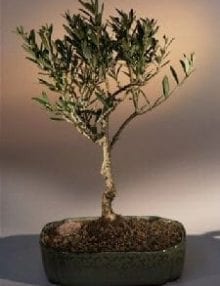 Olive Bonsai Tree For Sale (olea europaea little ollie)