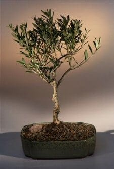 Olive Bonsai Tree For Sale (olea europaea little ollie)