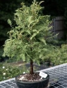 Redwood Bonsai Tree For Sale (metasequoia glyptostroboides)