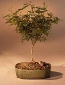 Flowering Sweet Acacia Bonsai Tree For Sale (acacia farnesiana)