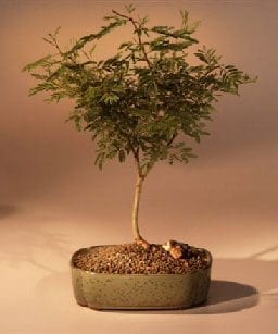 Flowering Sweet Acacia Bonsai Tree For Sale (acacia farnesiana)
