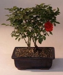 Flowering Mini Rose Tiny Red Bonsai Tree For Sale