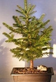 Colorado Blue Spruce Bonsai Tree For Sale Extra Large (picea pungens)