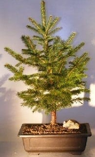 Colorado Blue Spruce Bonsai Tree For Sale Extra Large (picea pungens)