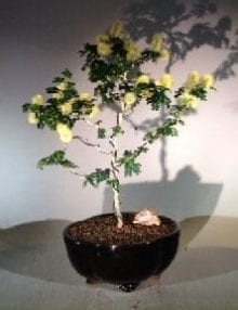 Flowering Texas Ebony Bonsai Tree For Sale (Pithecolobium Flexicaule)