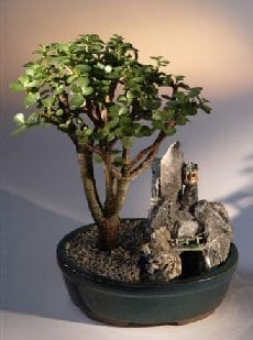 Baby Jade Bonsai Tree For Sale Stone Landscape Scene (portulacaria afra)