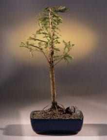 Bald Cypress Bonsai Tree For Sale (taxodium distichum)